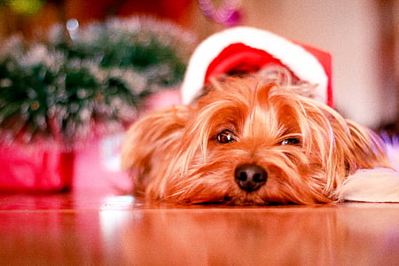 animal, animal photography, close-up, dog, pet, yorkie, Yorkshire Terrier