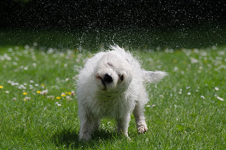 koira ravistelee itse, Hassu, pisara vettä, pieni valkoinen mongrel, hybridi, pieni koira, knuffig