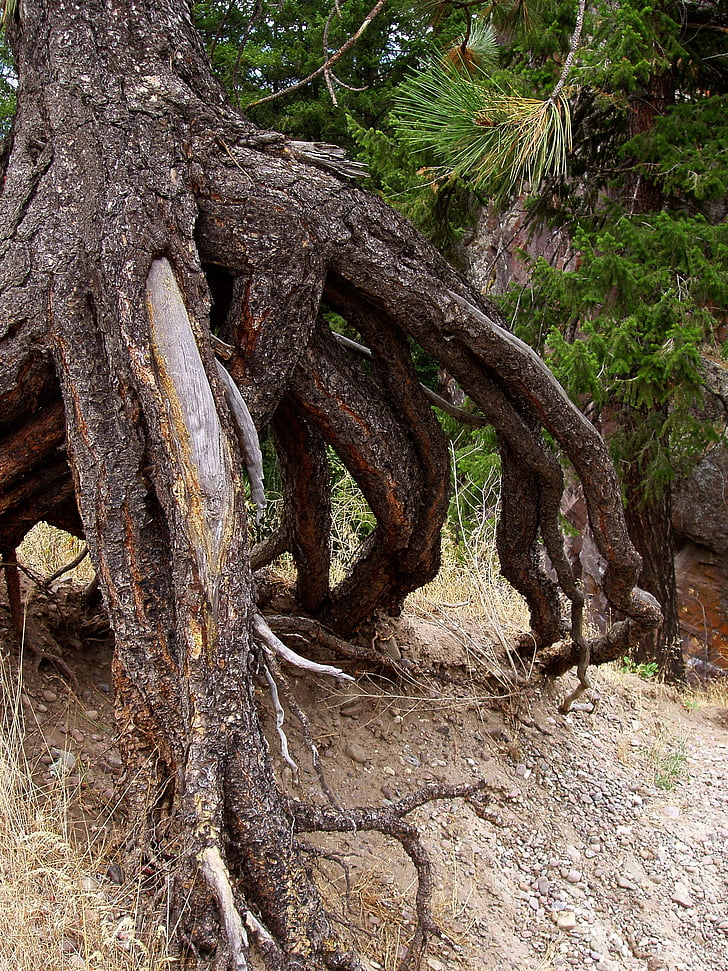 tree, roots, nature, dry, pine, pine needles