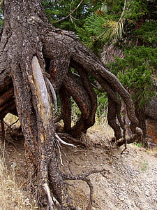 árbol, raíces, naturaleza, seco, pino, agujas de pino