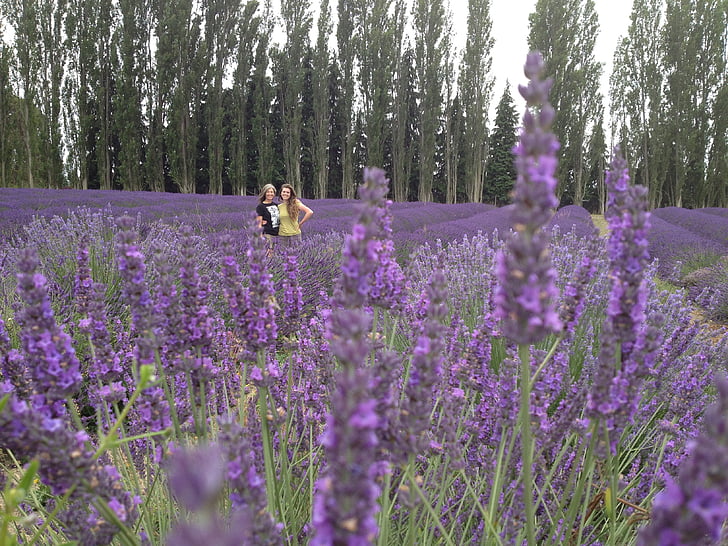 лаванди, друзі, квітка, поле, фіолетовий