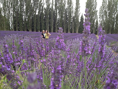lavender, friends, flower, field, purple