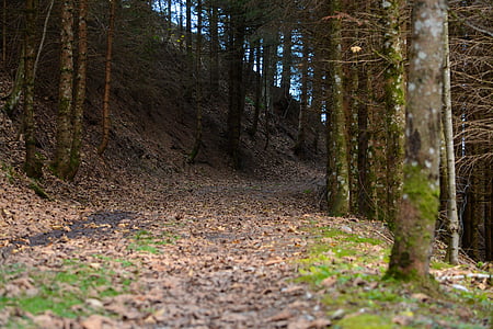 forest path, forest, leaves