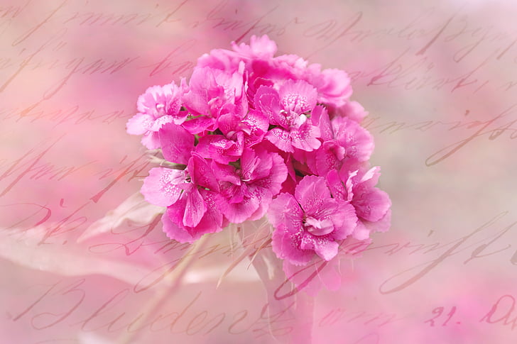 carnation, blossom, bloom, flower, pink, greeting card, pink Color