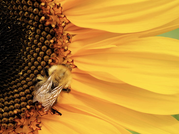 lebah, lebah, penyerbukan, bunga matahari, serangga, alam, kuning
