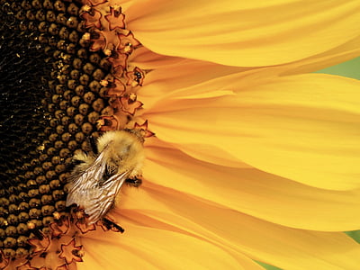 蜜蜂, 大黄蜂, 授粉, 向日葵, 昆虫, 自然, 黄色