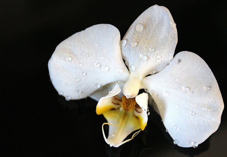 orquídia, hivernacle orquídies, orquídia, flor, flor, blanc, groc, planta d'interior
