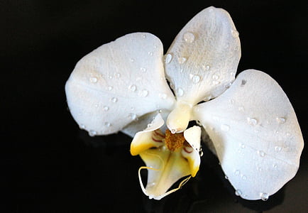 orhidee, orhidee cu efect de seră, Orchidaceae, floare, floare, alb galben, houseplant