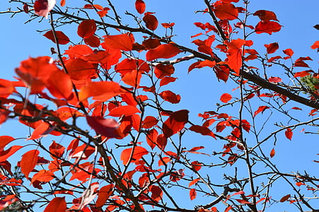 hojas, rojo, otoño, caída, azul, cielo, rama