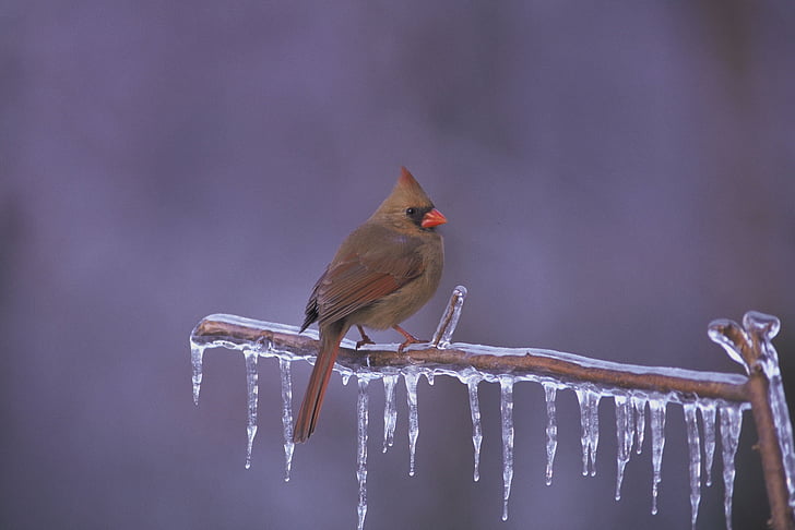 Severná kardinál, vták, Redbird, mrazené pobočky, ľad, zimné, voľne žijúcich živočíchov