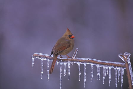 Northern cardinal, putns, Redbird, saldētas filiāle, ledus, ziemas, savvaļas dzīvnieki