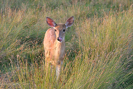 white tailed deer, doe, wildlife, nature, standing, looking, meadow