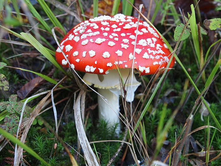 fly agaric, forest mushroom, nature, red, red fly agaric mushroom, toadstool, autumn