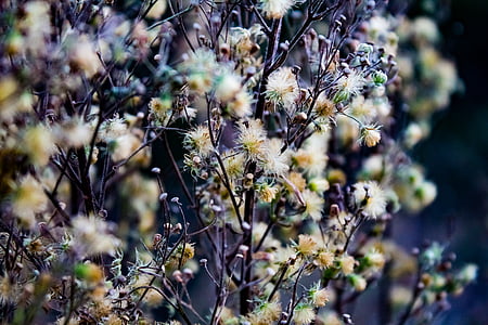 Bloom, virágzó, Blossom, blur, fióktelep, világos, közeli kép: