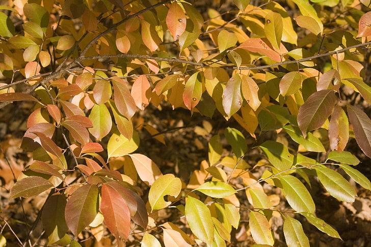 listy, podzim, se objeví, padajícího listí, barvy podzimu, na podzim listy, zlatý podzim
