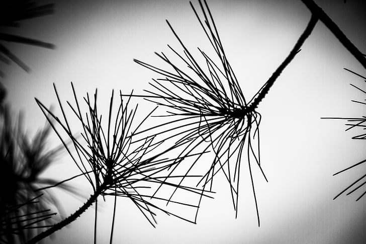 against day, pine, branches