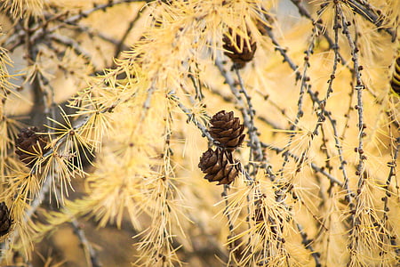 arbre, con, arbre de fulla perenne, pinecone, temporada