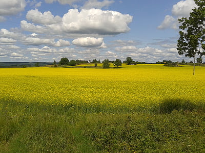 canola, oilseeds, yellow, field, summer, nature, agriculture