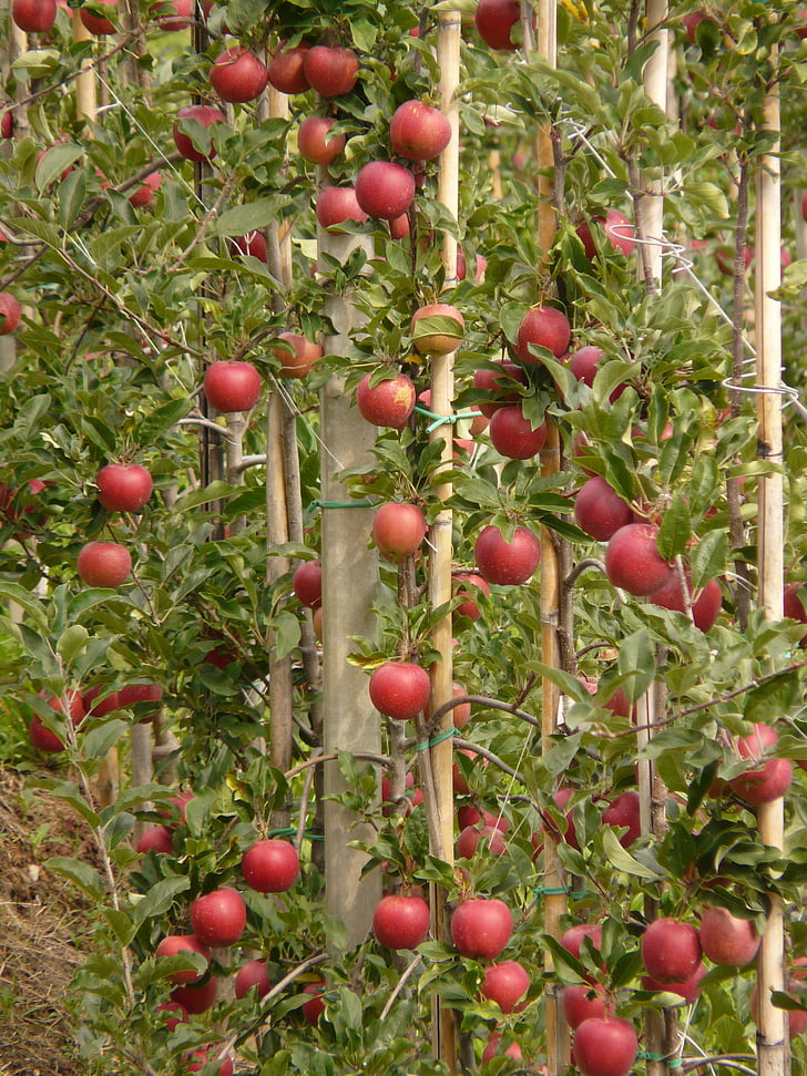 Apple, frugt, spise, natur, sund, rød, plantage
