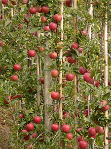 ābolu, augļi, ēst, daba, veselīgi, sarkana, plantācija