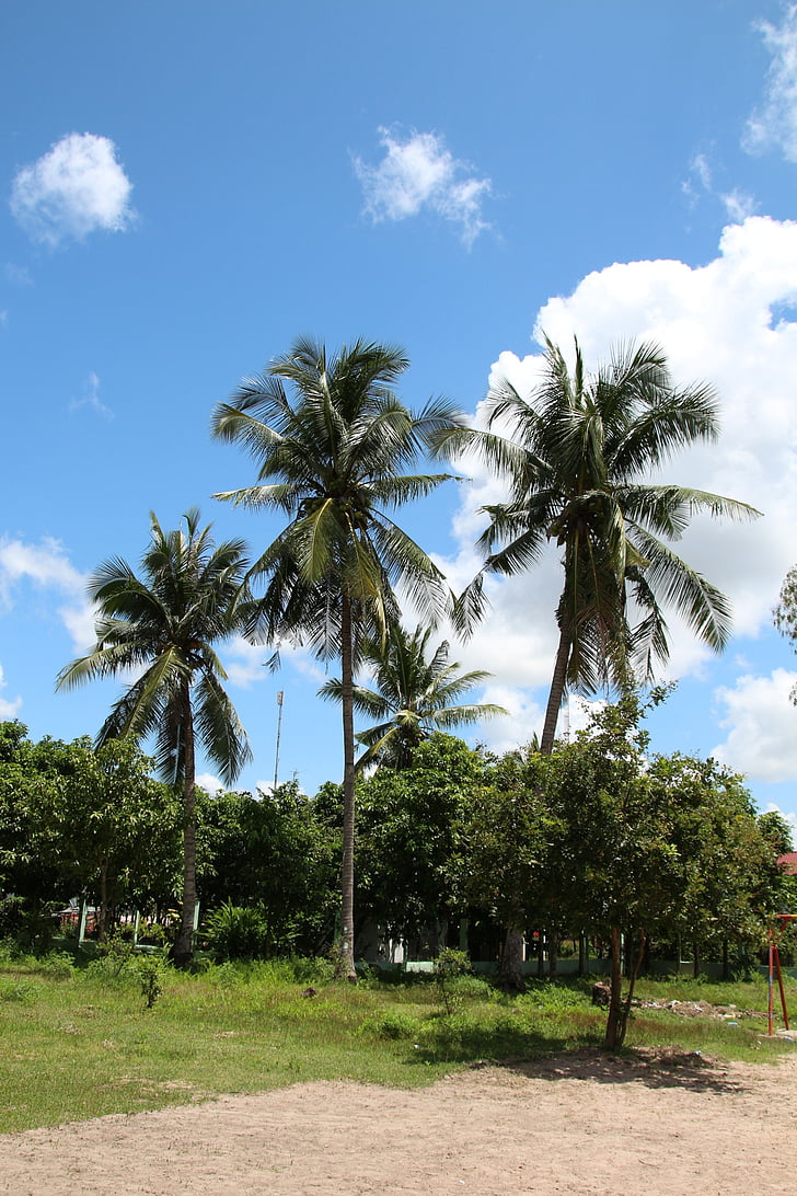 cambodia, blue sky, palm Tree, nature, tree, sky, tropical Climate