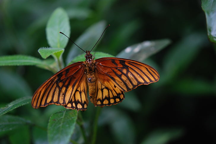 пеперуда, насекоми, крило, дива природа, бъг, светъл, малки