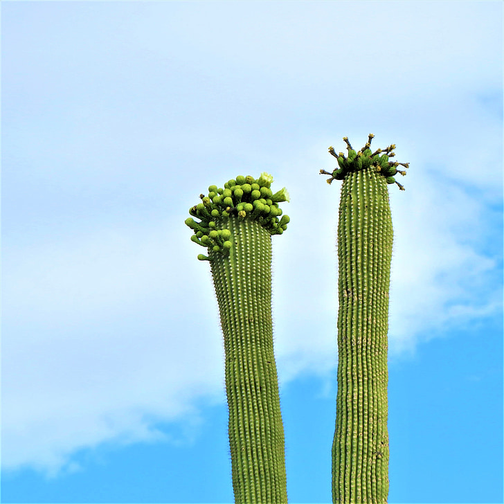 cactus, Arizona, Saguaro, floraciones, cielo