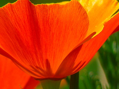 Islandi poppy, Papaver nudicaule, alasti varred poppy, mohngewaechs, papaveraceae, Poppy, lill