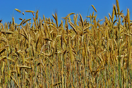 grain, cornfield, field, agriculture, nature, cereals, harvest