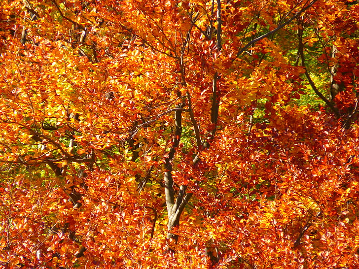 brun, träd, gren, skogen, hösten, färgglada, träd