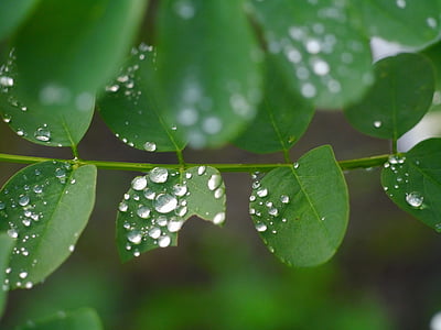 leaf, grass, rain, drop of water, promenade, otsu park, yokosuka