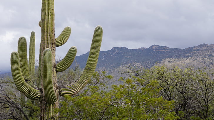 кактус, враг толкова сладък, Tucson, Кактусова градина, природата, планини, за всички типове кожа