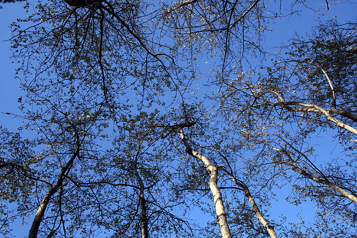 trees, sky, trunk, leaves, nature, outdoor