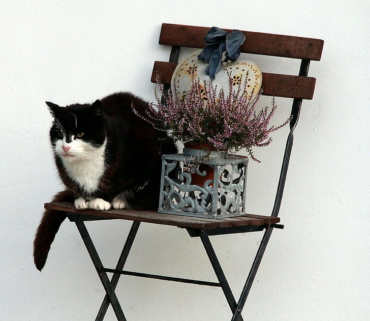 chat, chaise, décoration, animal, chat domestique, European shorthair, nature morte