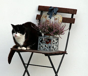 gato, silla, decoración, animal, gato doméstico, Europeo pelo corto, naturaleza muerta