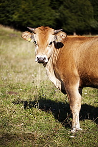 Vache brune, pâturage, village, Slovaquie, herbe, animal de compagnie, ferme