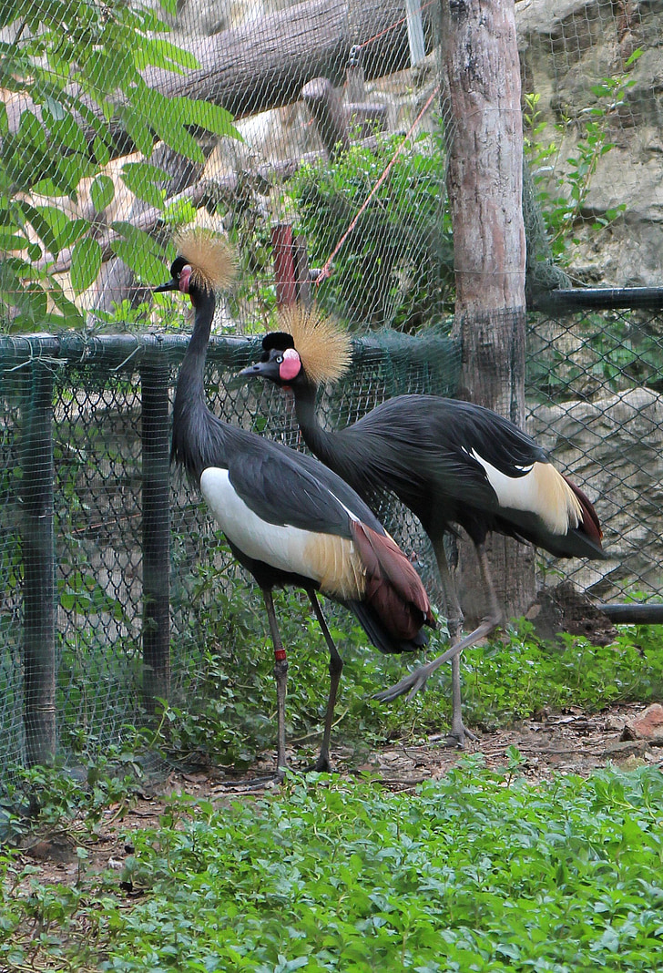 μαύρο στεφθεί crane, φύση, Ζωολογικός Κήπος, ζώο, πουλί, άγρια φύση, φυσικό