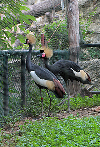 svart krönt crane, naturen, Zoo, djur, fågel, vilda djur, naturliga