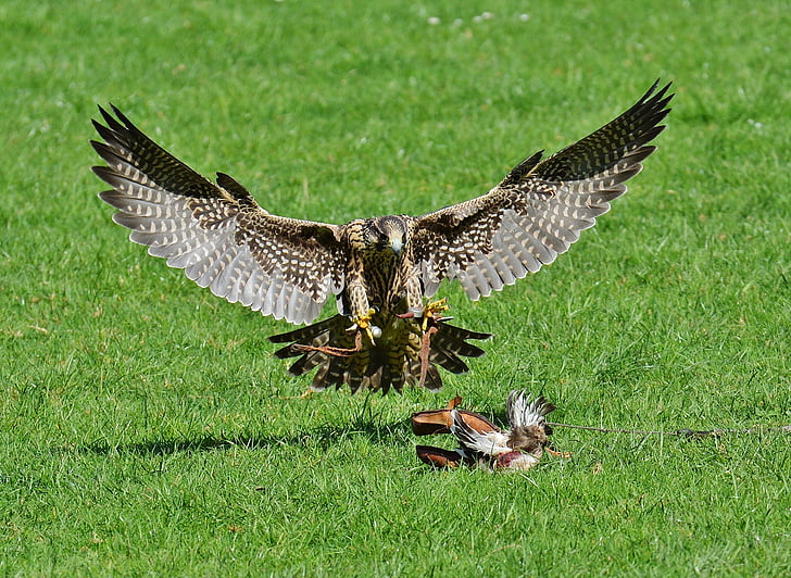 Falcon, Karlsruhe poing, pendekatan, mangsa, akses, burung raptor, hewan liar
