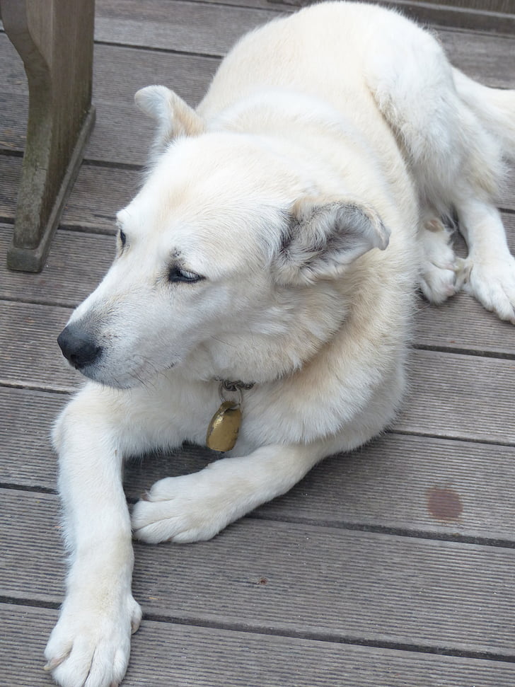 cão, Branco, peles, mestiço de husky, híbrido, Husky, preocupações
