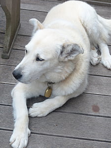 dog, white, fur, husky mongrel, hybrid, husky, concerns