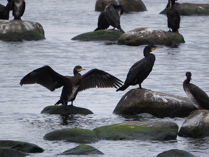 kormoranų, Covey, paukščiai, vandens paukščių, jūra, pakrantė, sparnai