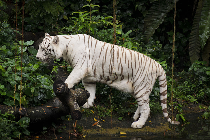 Bílý tygr, Zoo, Singapur, Tygr, bílá, zvíře, kočka