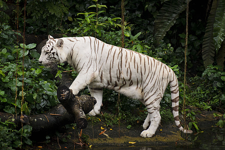 tigre blanc, Zoo, Singapour, Tigre, blanc, animal, chat