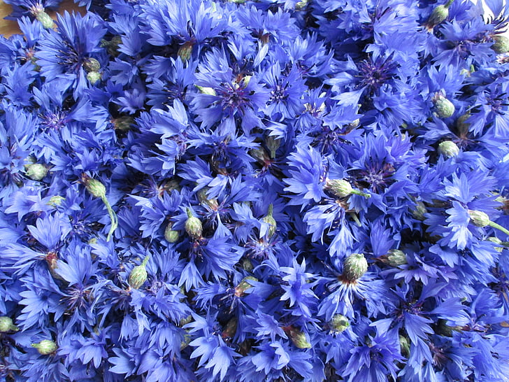 cornflowers, blomster, blomst, eng, feltet, ville blomster, blå