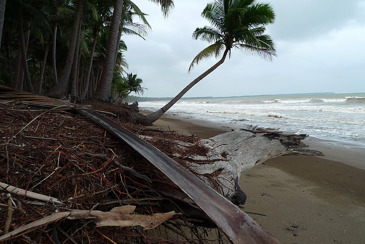 Strand, Tropen, Erosion, Palm, Palawan, Philippinen