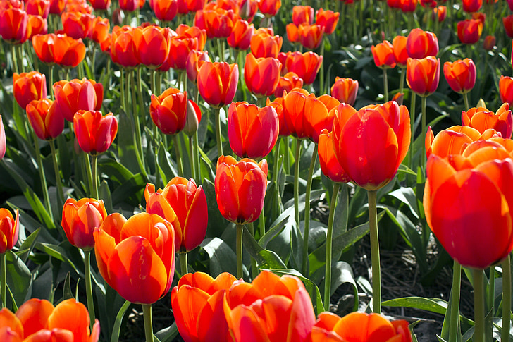 tulpės, Nyderlandai, tulpė, pavasarį, Olandijoje, lemputė, gėlė