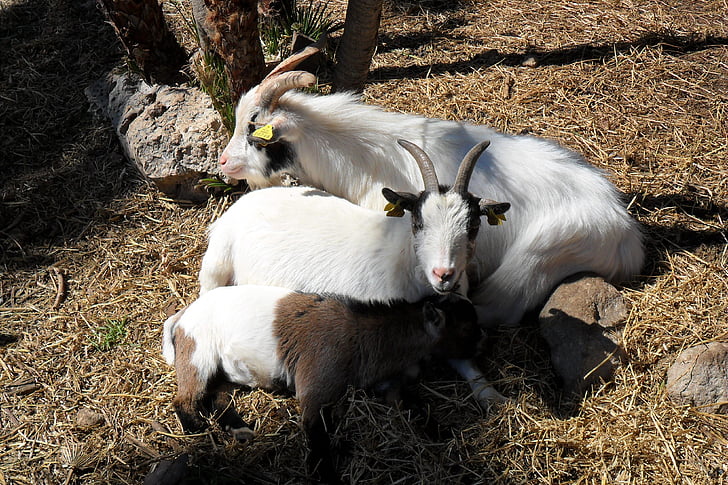 goats, animals, nature, flora, animal, horns, hay