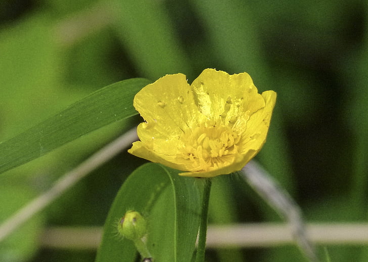 buttercup, wild flower, wild plant, yellow, tiny, fragrant, nature
