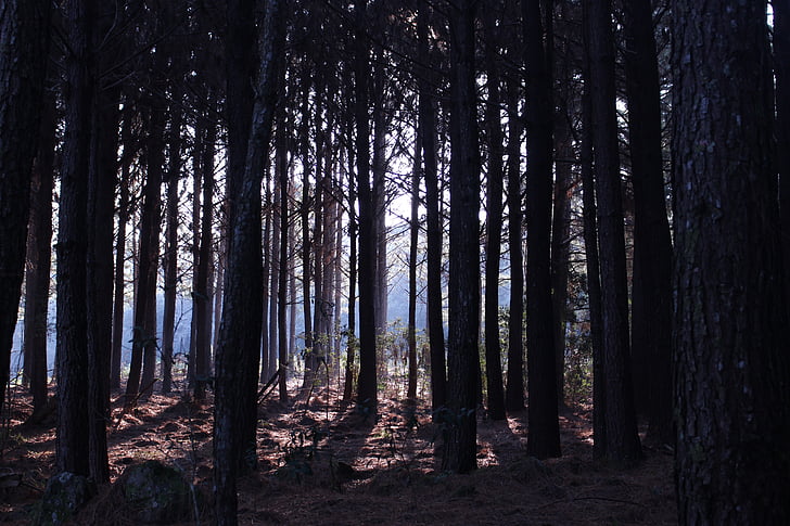 Pine, landskap, naturen, vacker dag, Woods